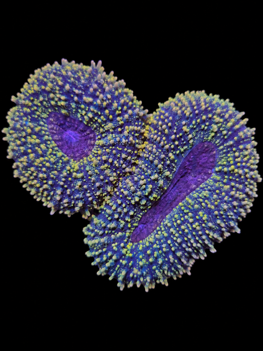 Branching lobophyllia large WYSIWYG