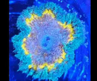 Rock Flower WYSIWYG (small)