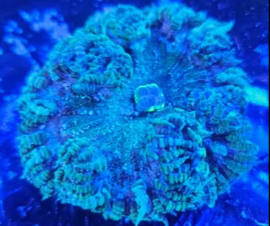 Rock Flower WYSIWYG (medium)