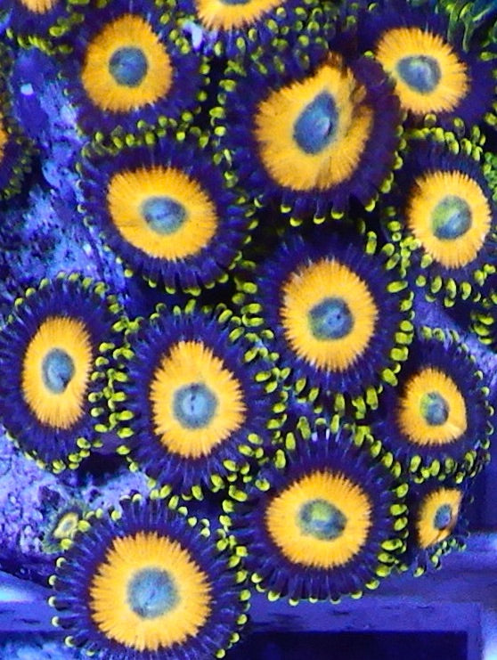 Scrambled eggs zoa