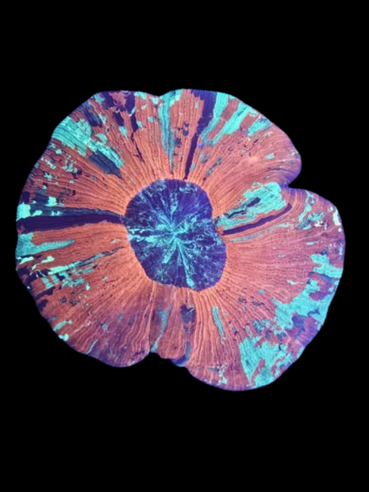 Trachyphyllia WYSIWYG