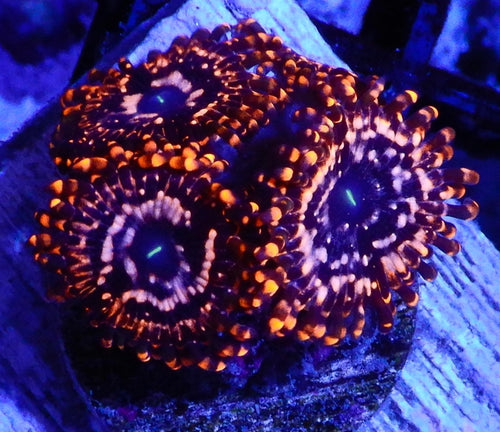 Utter chaos zoa